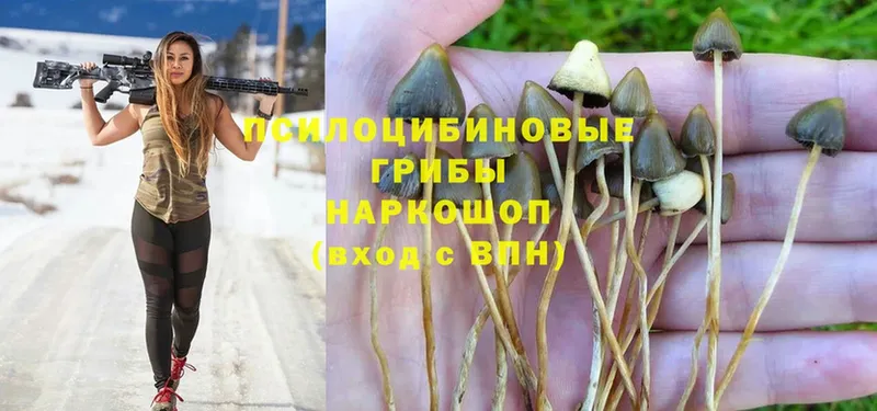 купить наркотики сайты  Бузулук  Галлюциногенные грибы Magic Shrooms 